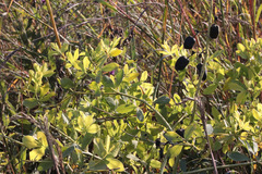 Baptisia alba