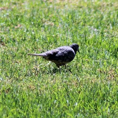 Columbina inca