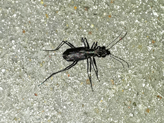 Odontocheila