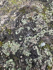 Riccia trichocarpa