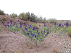 Psorothamnus fremontii