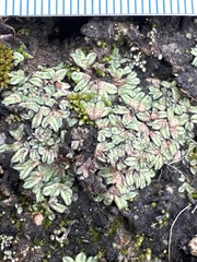 Riccia trichocarpa