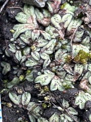 Riccia trichocarpa