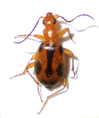 Brachinus leprieuri
