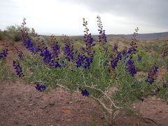 Psorothamnus fremontii