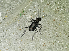 Odontocheila