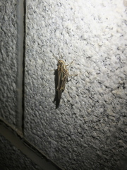 Aiolopus thalassinus tamulus