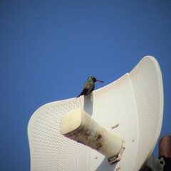 Cynanthus latirostris