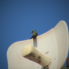 Cynanthus latirostris