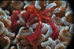 Achaeus japonicus