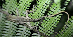 Anolis tolimensis