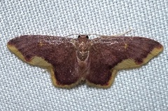 Lophosis labeculata