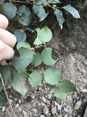 Lindera akoensis