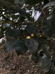 Lindera akoensis