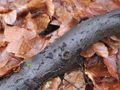 Dialonectria episphaeria