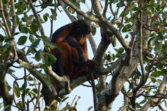 Piliocolobus badius
