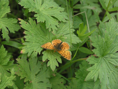 Boloria erubescens