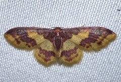 Lophosis labeculata