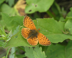 Boloria erubescens
