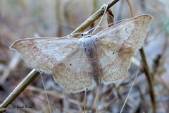 Idaea consanguinaria