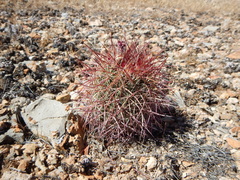 Echinomastus johnsonii