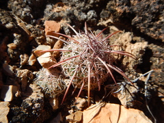 Echinomastus johnsonii