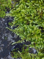 Brachythecium rutabulum