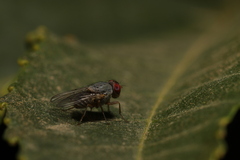 Prosopomyia pallida