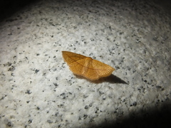 Striglina