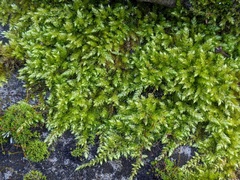 Brachythecium rutabulum