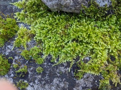 Brachythecium rutabulum