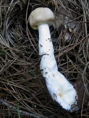 Leucoagaricus carneifolius