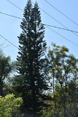 Araucaria