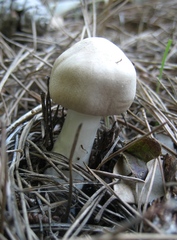 Leucoagaricus carneifolius