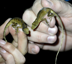 Anolis tolimensis