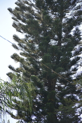 Araucaria