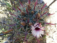 Ferocactus recurvus recurvus