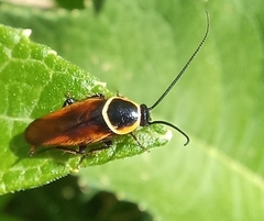 Pseudomops neglectus