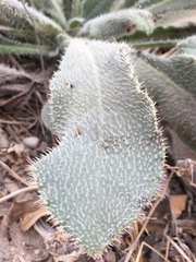 Anchusa strigosa