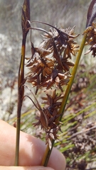 Staberoha distachyos