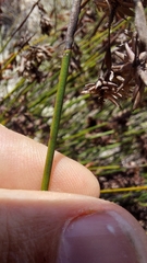 Staberoha distachyos