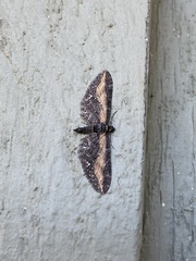 Eupithecia gilvipennata