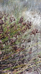 Staberoha distachyos