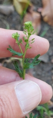 Lepidium bipinnatifidum