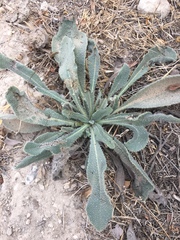 Anchusa strigosa