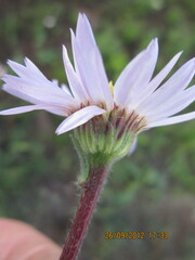 Afroaster hispidus