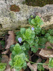Veronica persica