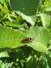 Pseudomops neglectus