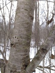 Rhamnus cathartica