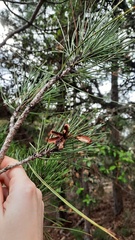 Pinus nigra laricio